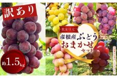 【先行予約 9月1日から発送】訳あり！ ぶどう 詰め合わせ 約1.5kg （小房 約1.2kg＋小粒パック 約350g） 食べ比べ ピオーネ 藤稔 紅伊豆 安芸クイーン 多摩ゆたか ゴルビー 果物 くだもの フルーツ デザート  ブドウ 葡萄 詰合せ 期間限定 おまかせ 訳あり 品種おまかせ 数量限定 品種 夏 秋 9月 不揃い 滋賀 彦根