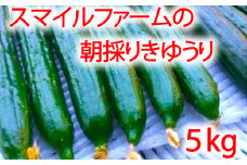 朝採りきゆうり5kg【FM02U2】