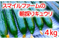 朝採りきゆうり4kg【FM01U2】