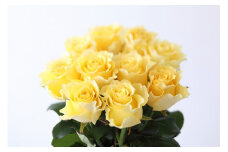 【定期便：12カ月】國枝バラ園から直送！Flower Bouquet（15本の花束）黄系