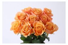 【定期便：12カ月】國枝バラ園から直送！Flower Bouquet（15本の花束）オレンジ系
