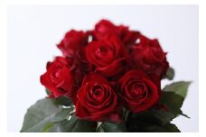 【定期便：12カ月】國枝バラ園から直送！Flower Bouquet（20本の花束）赤