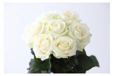 【定期便：12カ月】國枝バラ園から直送！Flower Bouquet（20本の花束）白