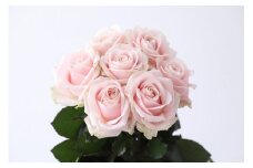 【定期便：12カ月】國枝バラ園から直送！Flower Bouquet（20本の花束）淡いピンク