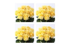 【総本数100本！】國枝バラ園から直送！Flower Bouquet（25本の花束×４ケース）黄