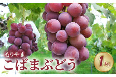 もりやまこばまぶどう1kg（２房） 採れたて 人気 品種 厳選 果物 フルーツ ブドウ 大きい粒 特産品 お取り寄せ ぶどう ブドウ もりやま 守山市 滋賀県 