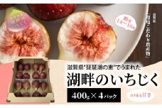 湖畔のいちじく　4パック　【8月～10月中旬お届け】 糖度14度〜糖度16度 美活 果物 フルーツ 旬のフルーツ 季節の果物 デザート お土産 冷蔵 お取り寄せ 守山市 滋賀県