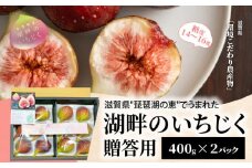 湖畔のいちじく贈答用　2パック　【8月～10月中旬お届け】 糖度14度〜糖度16度 美活 果物 フルーツ 旬のフルーツ 季節の果物 デザート お土産 冷蔵 お取り寄せ 守山市 滋賀県