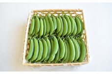 【2026年4月下旬より順次発送】旬の野菜 豆まめ まんぷく便 栗東市 / 株式会社　ワダケン [BIBM003]