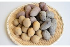 【先行予約：2026年6月頃より順次発送】和らぎ農法 春じゃが便 5kg （栽培期間中、農薬・化学肥料・動物性堆肥不使用）/じゃがいも 食べ比べ 新鮮 野菜 詰め合わせ 3種 / 滋賀県 栗東市 / ワダケン リアルソイルハウス [BIBM017]