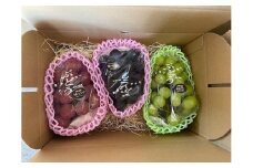 朝採り 旬のぶどう 3色食べ比べ詰合せ 1.5kg(シャインマスカット入り)【2025年発送】