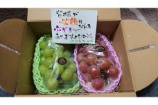朝採り 旬のぶどう 2色セット 1.0kg（シャインマスカット入り)【2025年発送】
