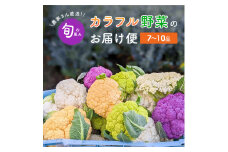 農家さん直送！旬の恵み　カラフル野菜のお届け便　カリフラワー　コールラビ　かぶ　ブロッコリー　詰め合わせ　セット　おまかせ[№5748-0472]
