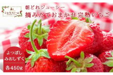 【贈答用】滋賀県湖南市産　摘みたて完熟いちご食べ比べ2種（よつぼし・みおしずく）各約450g[№5748-0520]