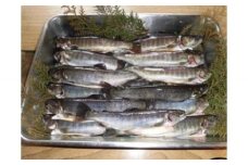 イワナ生き活〆（25～30尾入） 有限会社池田養魚場 滋賀県 東近江市 C-D12 イワナ 岩魚 川魚 魚 釣り 渓流 活魚 活〆 養殖 塩焼き 炭火焼き 燻製 骨酒 滋賀 鈴鹿山脈