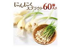 にんにくスプラウト 60個入り グリーンラボ近江 滋賀県 東近江市 A04 無臭 にんにくの芽 水耕栽培 根まで食べられる 天ぷら 簡単調理 ヘルシー 食材