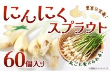 にんにくスプラウト 60個入り グリーンラボ近江 滋賀県 東近江市 A04 にんにく ニンニク 無臭 料理 食材 水耕栽培 野菜 天ぷら
