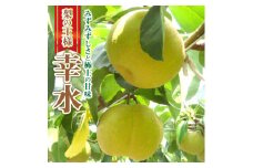 梨 あいとう梨 なし 幸水 豊水 先行 果物 くだもの フルーツ ナシ 梨 先行予約 送料無料 旬 果物 お取り寄せ 梨 なし 梨 A-D25 あいとうマーガレットステーション 東近江