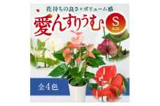 愛んすりうむS アンスリウム 湖東フラワー 滋賀県 東近江市 A-D12 観葉植物 鉢植え 花 プレゼント ギフト お祝い お供え インテリア フラワー グリーン リビング 玄関 飾り おしゃれ