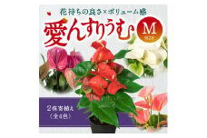 愛んすりうむ（アンスリウム）M（2株寄植え）湖東フラワー 滋賀県 東近江市 B-B05 アンスリウムアンスリューム観葉植物鉢植え花プレゼントギフトお祝いお供えインテリアフラワーグリーンリビング玄関飾りおしゃれ