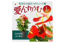 愛んすりうむ（アンスリウム）L（2株寄植え／大） 湖東フラワー 滋賀県 東近江市 C17 アンスリウム アンスリューム 観葉植物 鉢植え 花 プレゼント ギフト お祝い お供え インテリア フラワー グリーン リビング 玄関 飾り おしゃれ 手入れ簡単 長持ち 室内 贈答 滋賀県産 ボリューム 赤 桃色 2色