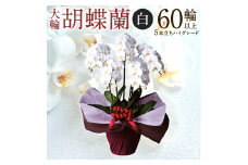 AG09 大輪胡蝶蘭 白 5本立ち　ハイグレードタイプ　綾羽株式会社