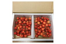 さくらんぼ 250g×2パック あいとうマーガレットステーション 滋賀県 東近江市 B37 さくらんぼ サクランボ 旬 果物 フルーツ 産地直送 厳選 詰め合わせ 贈り物 ギフト お取り寄せ グルメ