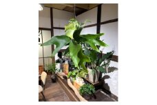ビカクシダ苔玉 Ichirensoo 滋賀県 東近江市 B-D18 観葉植物 コウモリラン おしゃれ インテリア グリーン ギフト プレゼント 室内 小型 育てやすい 初心者 ハンギング
