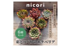【多肉植物】彩とりどりのエケベリア6種セット[№5694-1022]