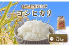 【 新米予約 】 令和7年産 新米 特別栽培米 コシヒカリ 予約 米 5kg 白米 こしひかり 国産 滋賀県 日野町 農家直送 環境こだわり米 お米 おこめ こめ 産地直送 ふるさと納税