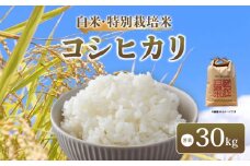 【 新米予約 】 令和7年産 新米 特別栽培米 コシヒカリ 予約 米 30kg 白米 こしひかり 国産 滋賀県 日野町 農家直送 環境こだわり米 お米 おこめ こめ 産地直送 ふるさと納税