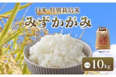 【 新米予約 】 令和7年産 新米 特別栽培米 みずかがみ 予約 米 10kg 白米 ミズカガミ 国産 滋賀県 日野町 農家直送 環境こだわり米 お米 おこめ こめ 産地直送 ふるさと納税