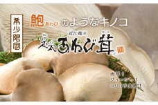  特選 あわび茸 生 1kg 希少 足太あわび茸 きのこ キノコ 国産 食材 健康 滋賀県 竜王町 送料無料 贈り物 ギフト 産地直送
