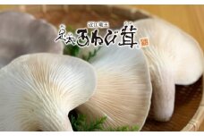 あわび茸 生 250g 希少 足太あわび茸 きのこ キノコ 国産 食材 健康 滋賀県 竜王町 送料無料 贈り物 ギフト 産地直送