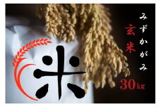 【令和6年産 特別栽培 近江米 『みずがかみ』玄米30kg】米 近江米 みずかがみ ブランド米 滋賀県 竜王