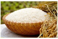 【令和6年産 近江米『キヌヒカリ』5kg 栽培期間中農薬不使用】米 近江米 キヌヒカリ ブランド米 滋賀県 竜王