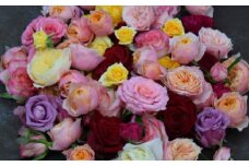 ばら 風呂 50輪 色 おまかせ ミックス お家用 ローズ フラワー 花 薔薇 新鮮 ばら 高品質 綺麗 おもてなし ご褒美 草花 誕生日 記念日 母の日 父の日 敬老の日 プロポーズ 結婚祝い 結婚式 ギフト プレゼント お祝い 花束 フラワーアレンジメント 贈り物 贈答 インテリア おしゃれ かわいい 雑貨 飾り 鑑賞 旬 植物 春夏秋冬 季節 自宅用