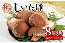 特選しいたけ 8個入り 約 600g ～ 800g 国産 滋賀県 竜王町 キノコ しいたけ シイタケ きのこ 野菜 椎茸 食べ応え 厚い 肉厚 うまみ BBQ お鍋 すき焼き 送料無料 