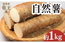 自然薯 1kg とろろ 竜王産 産地直送 滋賀県竜王町 送料無料