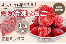 【採れたて瞬間冷凍！】滋賀県愛荘町産 冷凍いちご 1kg（500g×2）品種ミックス  有機 有機肥料 冷凍 いちご 紅ほっぺ よつぼし みおしずく あまえくぼ  2025年4・5・6月より準備が整い次第順次出荷 BJ05