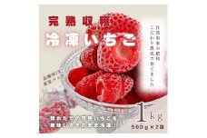 【採れたて瞬間冷凍！】滋賀県愛荘町産 冷凍いちご 1kg（500g×2）品種ミックス   冷凍 いちご 紅ほっぺ よつぼし みおしずく あまえくぼ  BJ05