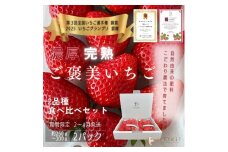 完熟いちご 約250～300g×4パック 品種おまかせ　滋賀県愛荘町産　2026年２月～2026年４月頃発送 BJ07