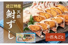 天然ニゴロブナふなずし1匹　スライス