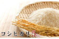 令和6年産環境こだわり近江米コシヒカリ5kg（無洗米）