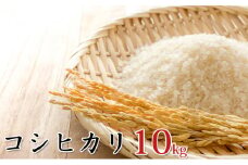 令和6年産環境こだわり近江米コシヒカリ10kg（無洗米）