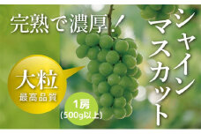 【令和7年産予約】完熟シャインマスカット1房（500ｇ以上）