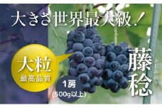 【令和7年産予約】藤稔1房（500ｇ以上）