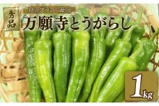 【 期間限定 9月23日まで受付 】万願寺とうがらし 1kg A品(秀品) 京野菜 とうがらし 国産 新鮮 旬野菜 旬 美味しい おいしい ブランド 京都府 期間限定 野菜 京都 万願寺唐辛子 ふるさと納税 ふるさと納税野菜 