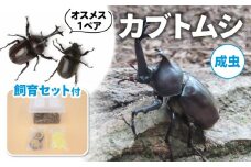【配送期間：2025年6月下旬～8月上旬】カブトムシ (成虫) オスメス1ペア飼育セット付 ( 昆虫 飼育観察 自然採集 大型カブトムシ M～Lサイズ 夏休み 自由研究 生き物 自然環境学習 プレゼント 贈り物 ギフト )