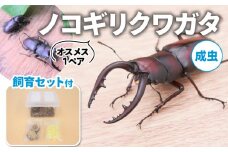 【配送期間：2025年6月下旬～8月上旬】 ノコギリクワガタ (成虫) オスメス1ペア飼育セット付 ( 飼育観察 自然採集 ノコギリクワガタ 大歯型 水牛型 夏休み 自由研究 生き物 自然環境学習 プレゼント 贈り物 ギフト )